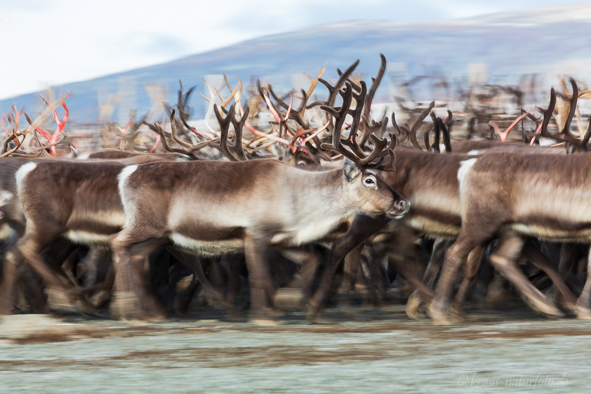 zusammengetriebene Rentierherde, Valdresflye, Norwegen