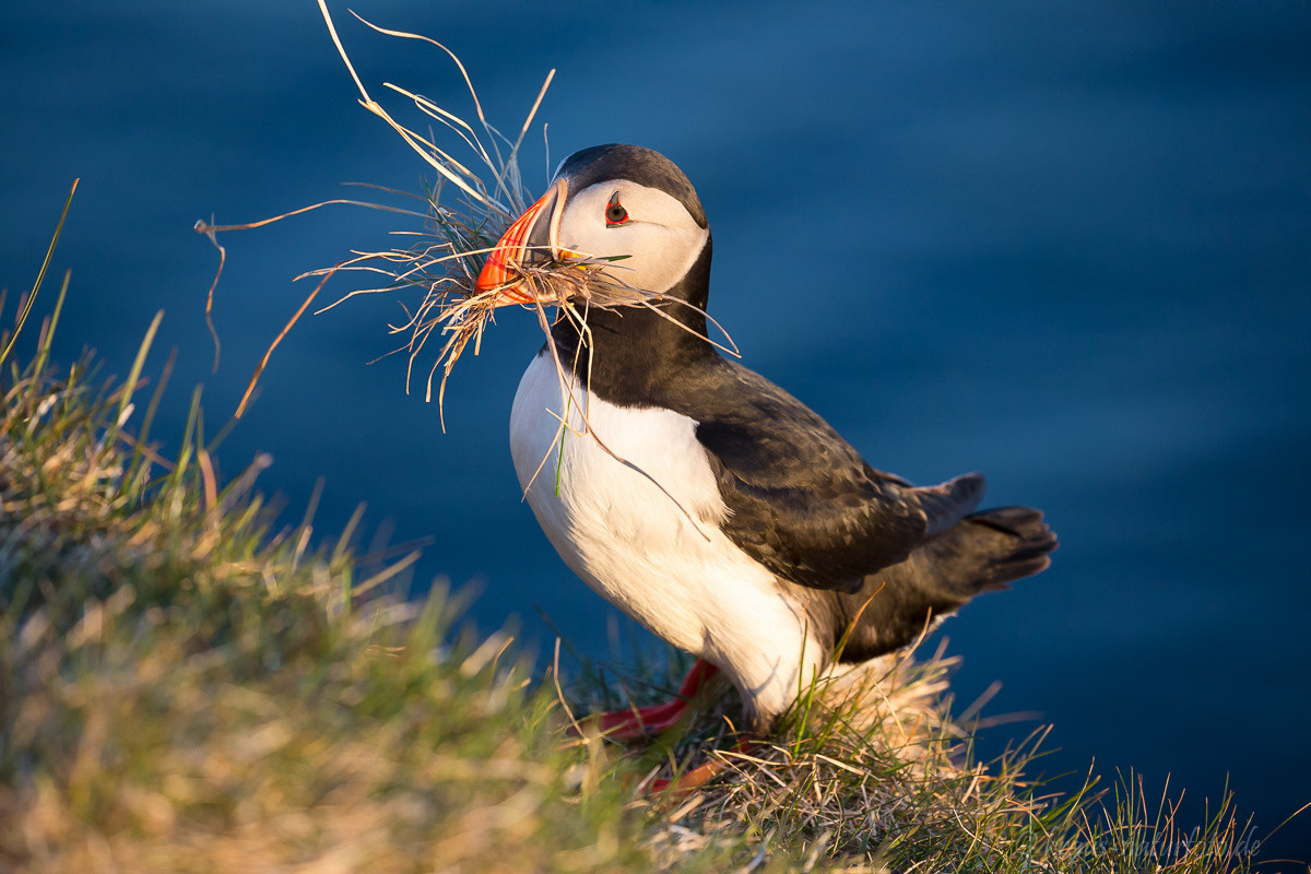 Papageitaucher, Latrabjarg