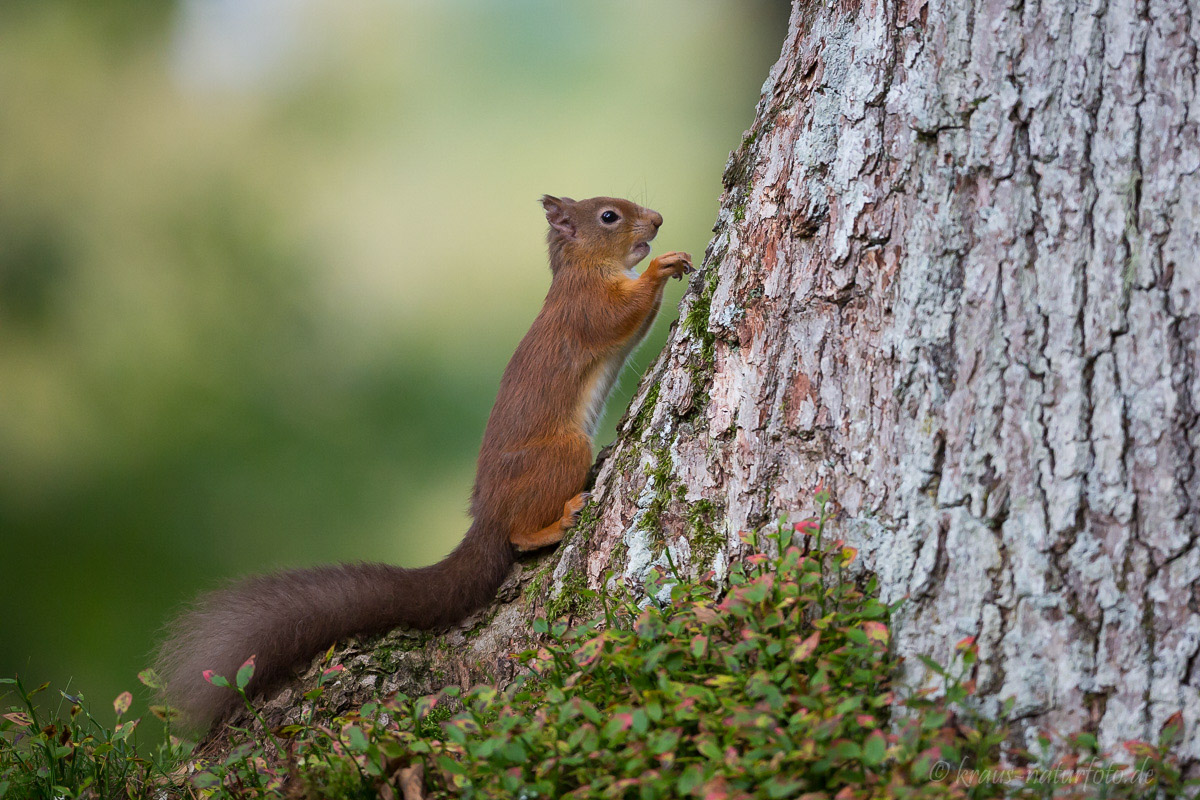 Red Squirrel, Eichhörnchen