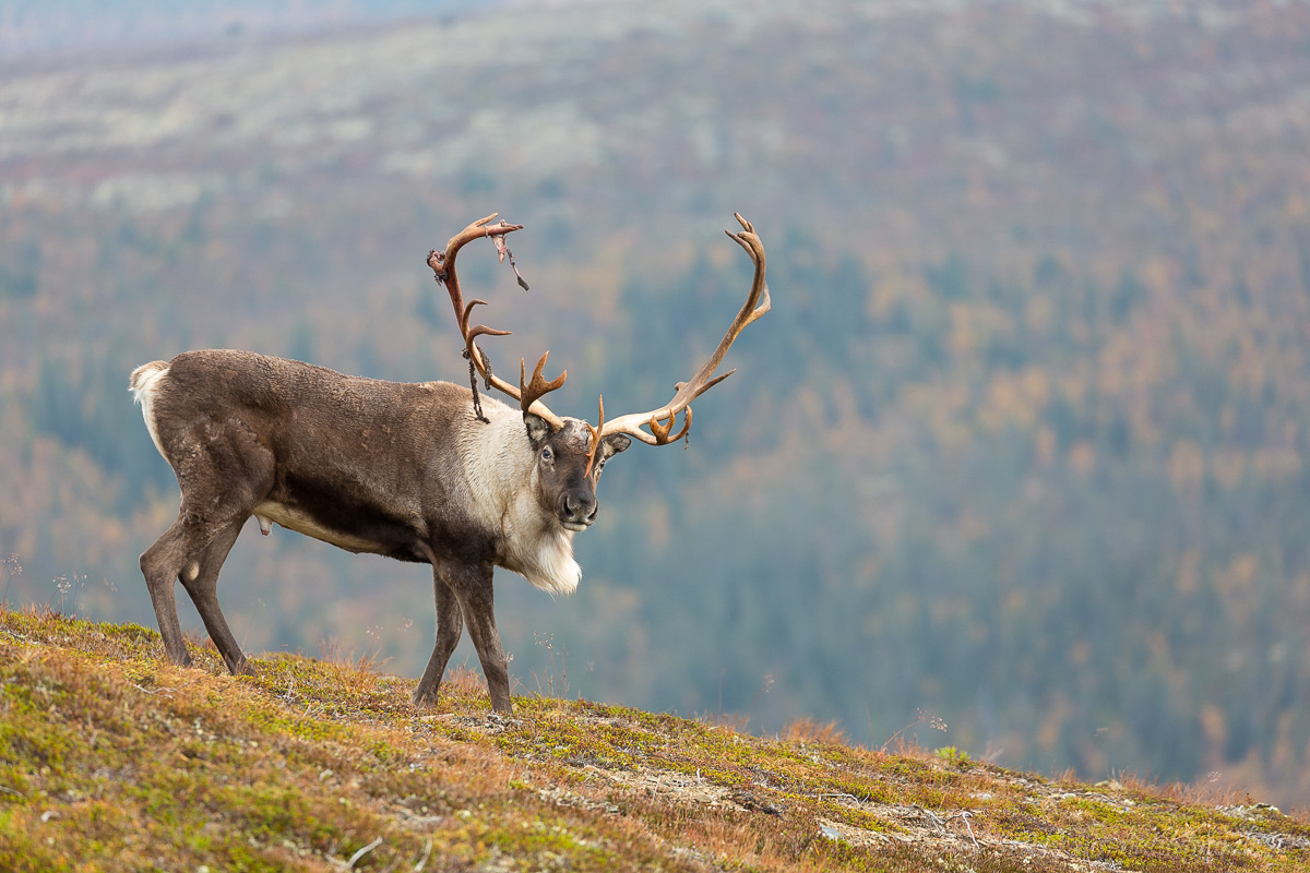Rentierbulle, Idre Fjell