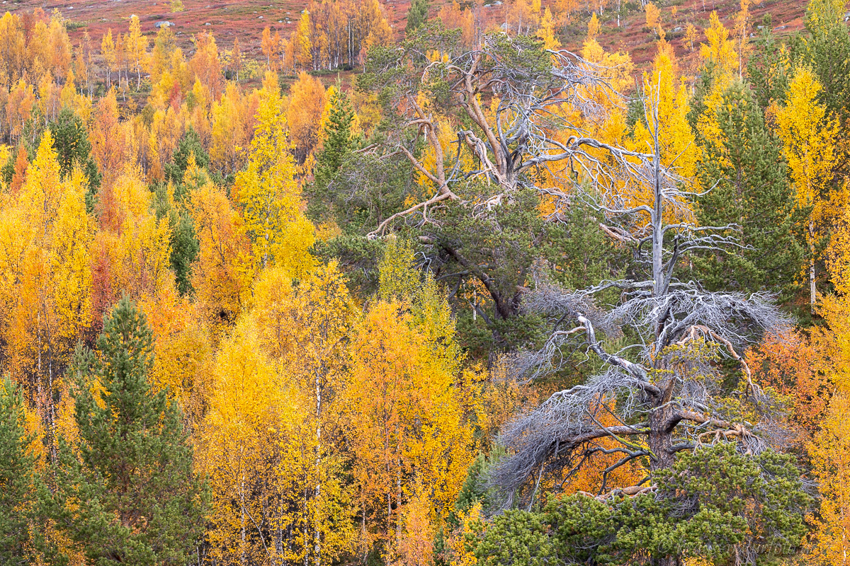 Reinheimen Nationalpark
