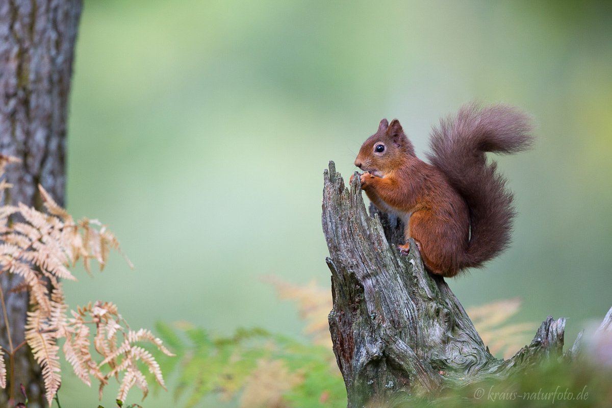 Red Squirrel, Eichhörnchen