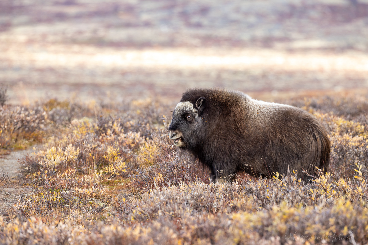 Moschusochse Dovrefjell