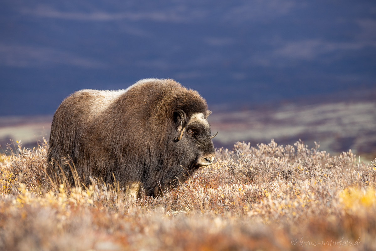 Moschusochse Dovrefjell