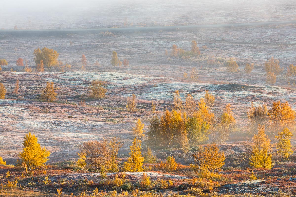 Nebel am Dovrefjell