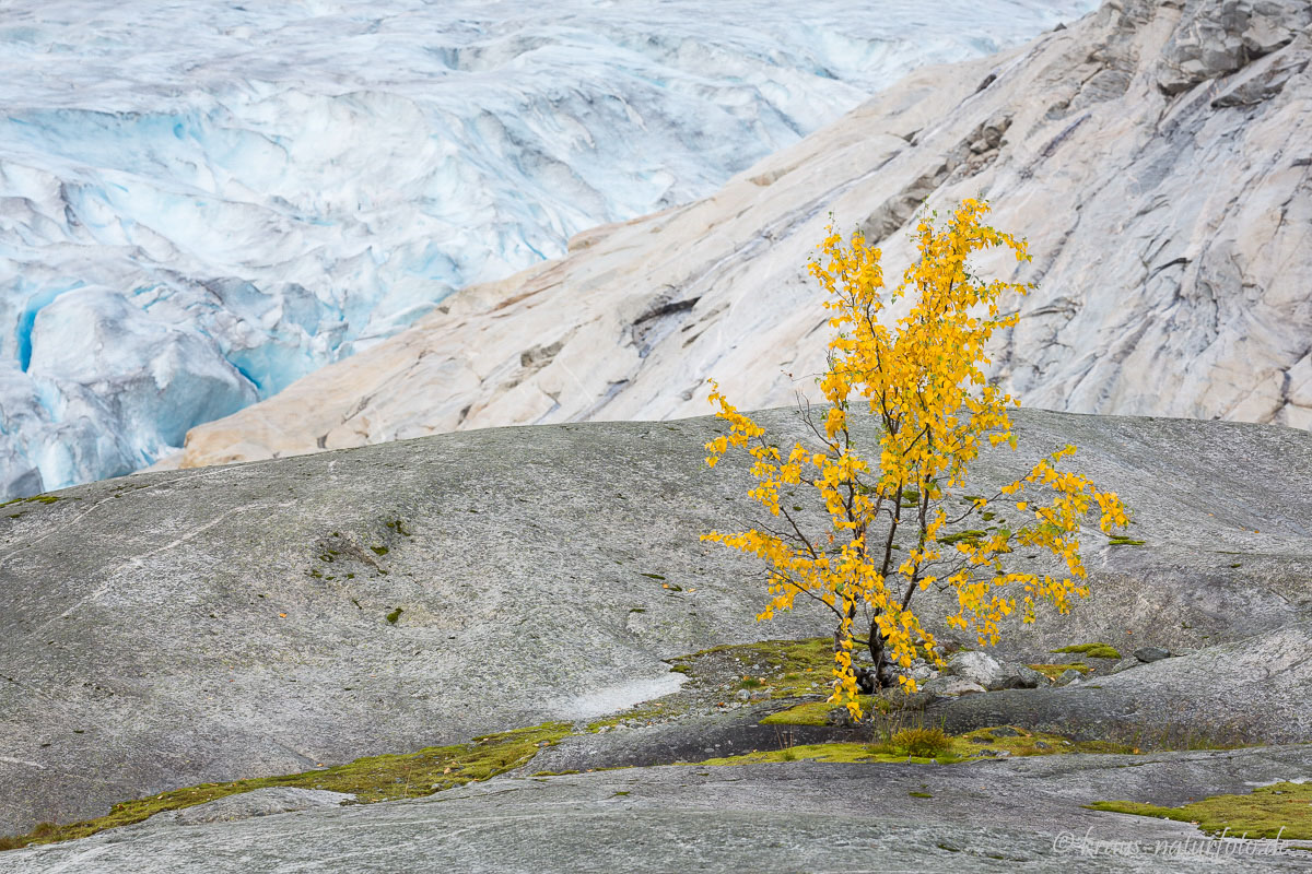 am Nigardsbreen