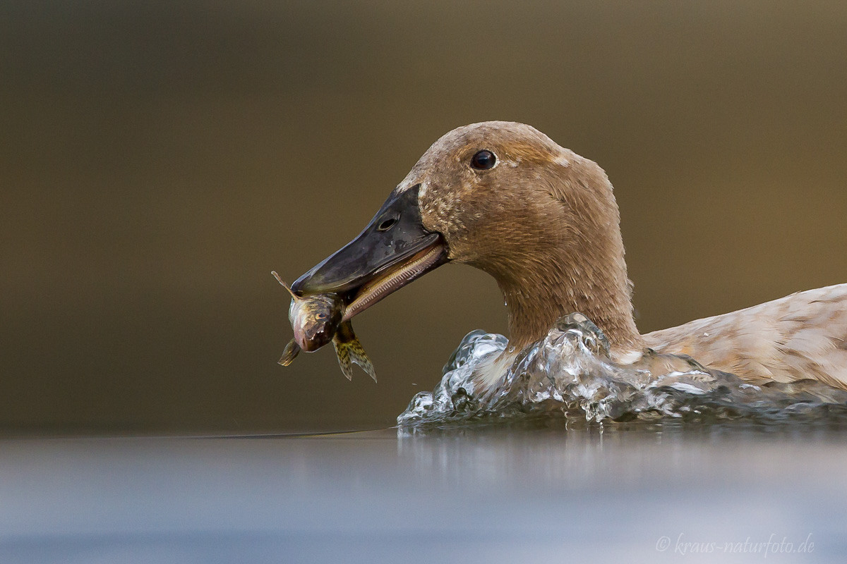 Ente mit erbeutetem Barsch