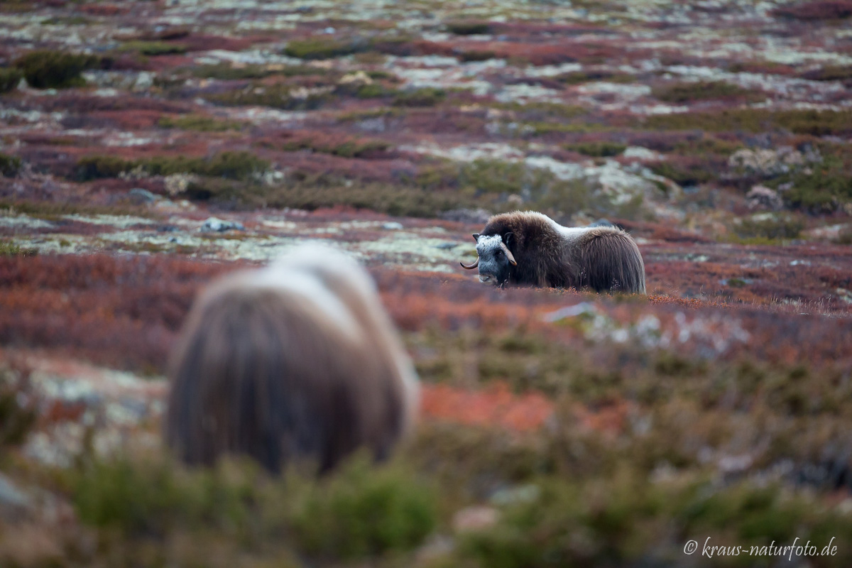 Moschusochsen, Dovre Fjell