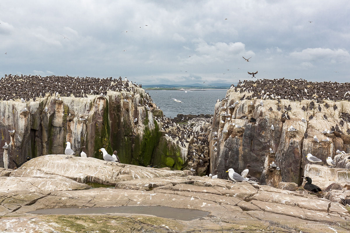  Vogelkolonie auf den Farne Islands