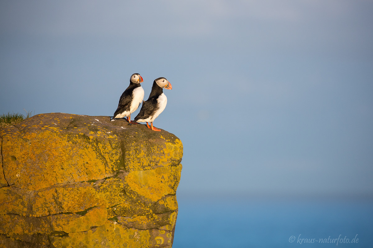 Papageitaucher, Latrabjarg