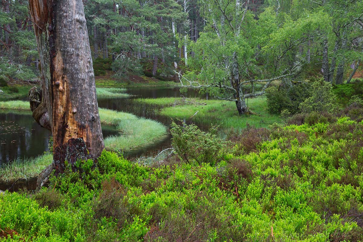 Lochan Mor