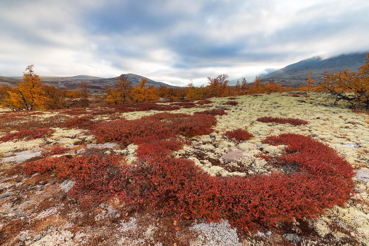 Herbst im Rondane, Norwegen