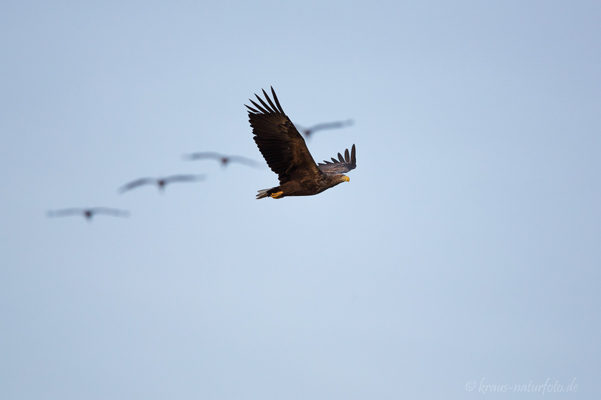 Seeadler und Kraniche