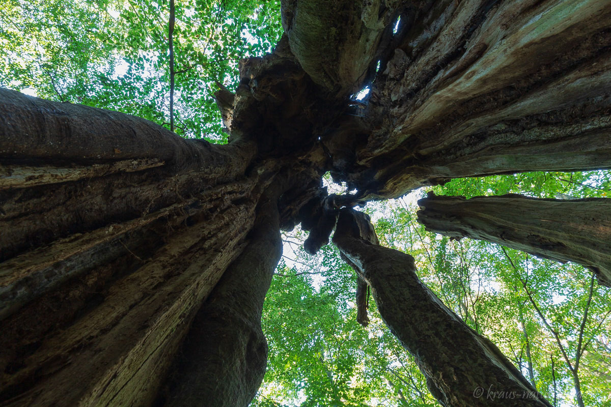 Im hohlen Baum