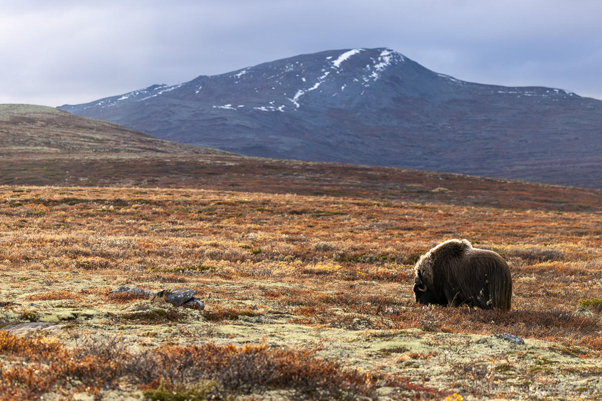 Moschusochse Dovrefjell