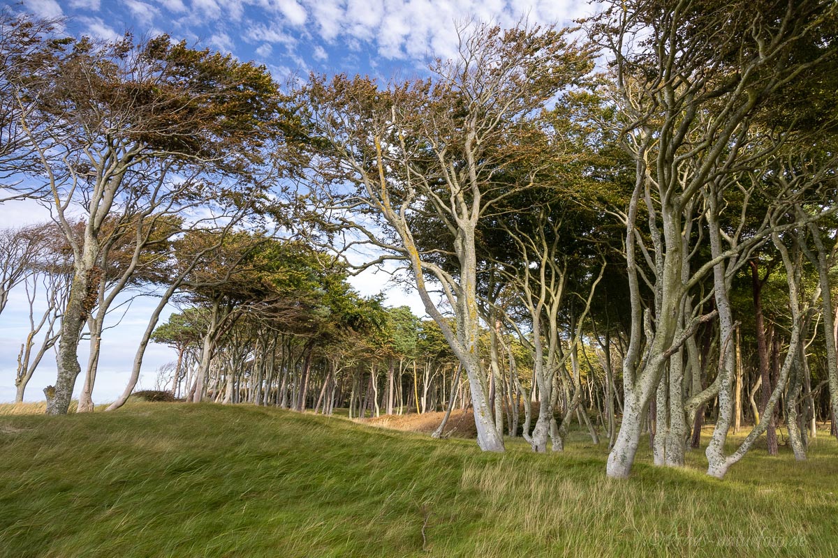 Windflüchter am Darßer Weststrand