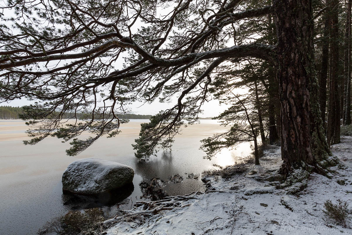 Loch Garten