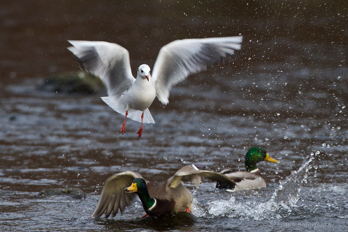 Möwe und Stockente