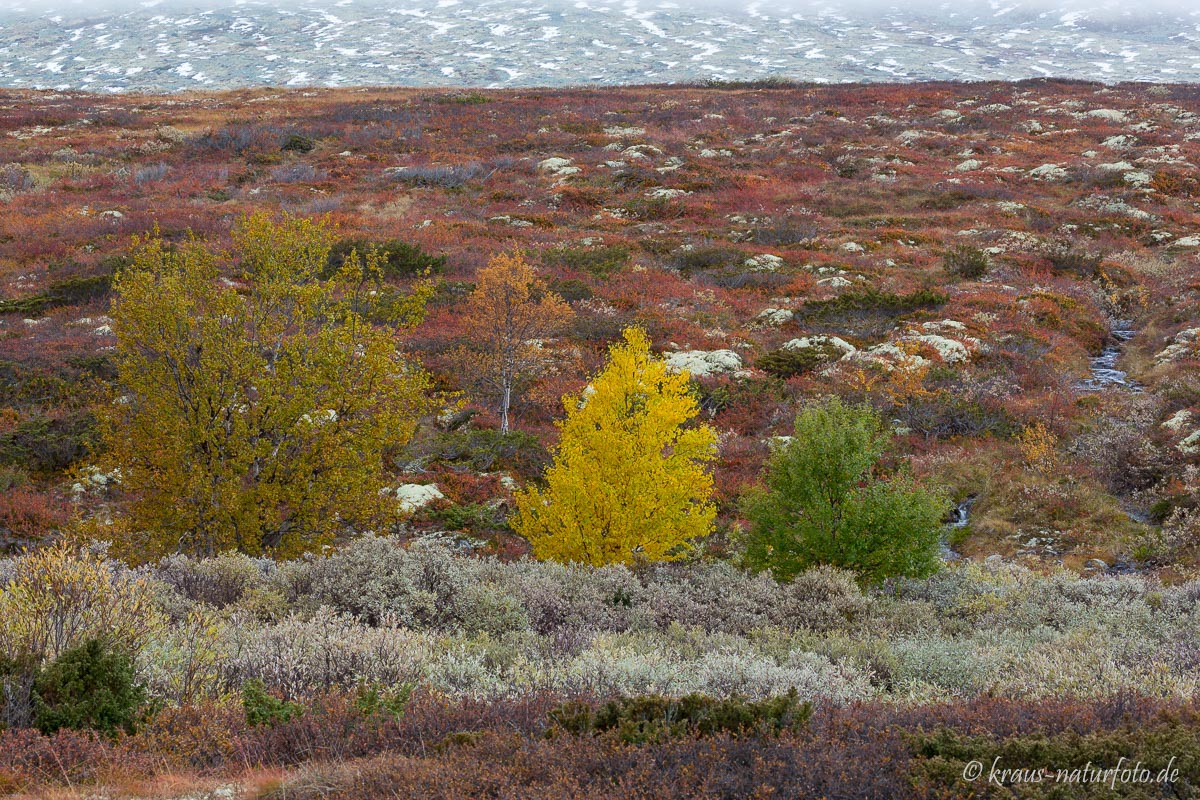 Store Ula, Rondane