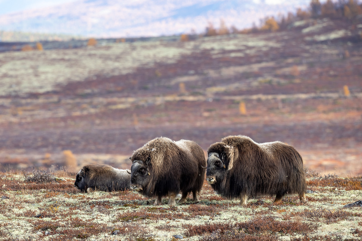 Moschusochsen Dovrefjell