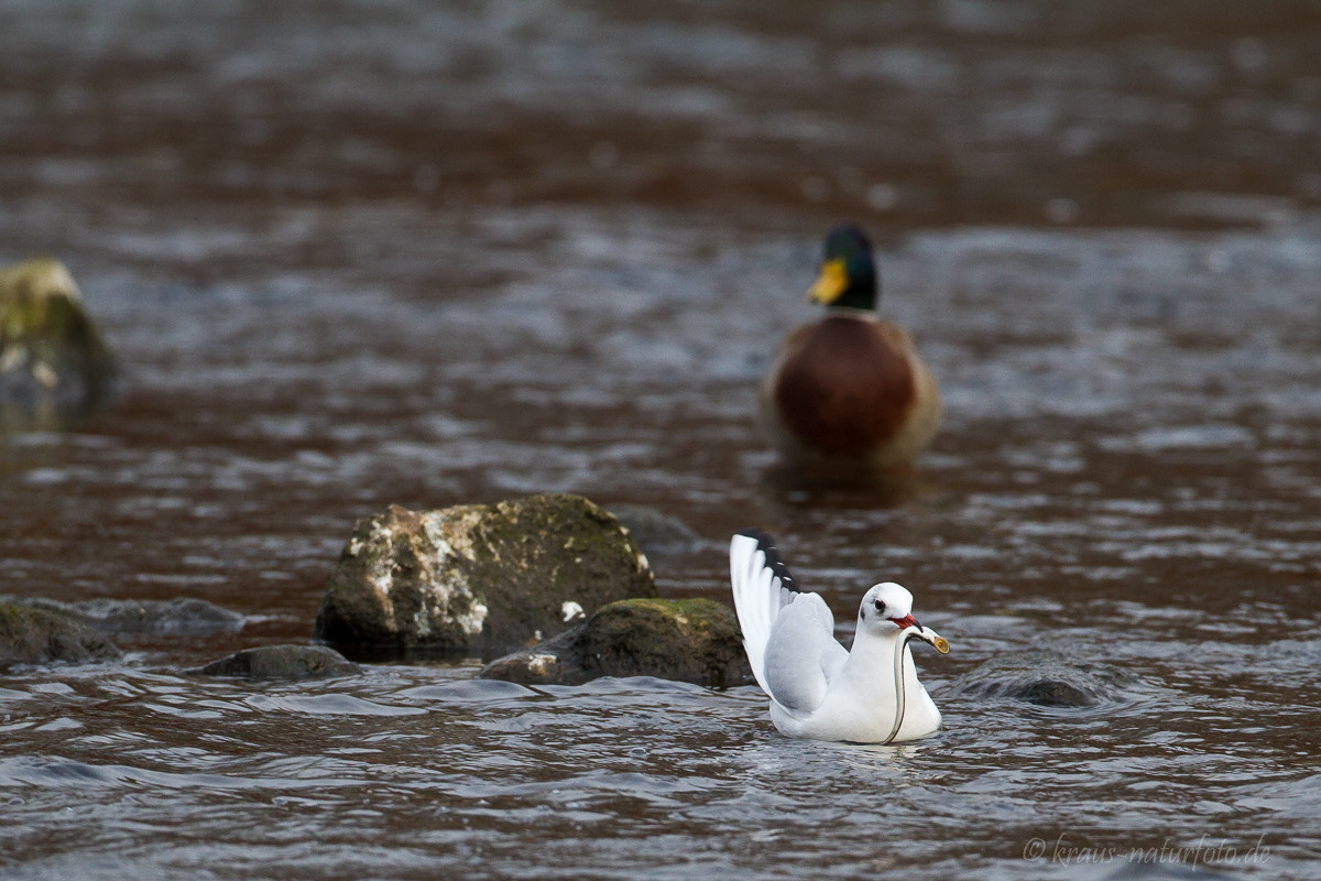 Möwe mit Flußneunauge