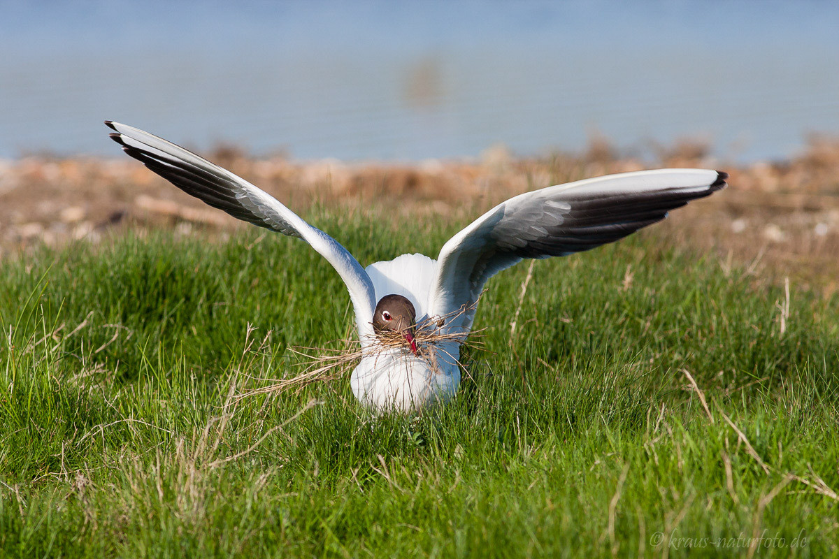 Lachmöwe