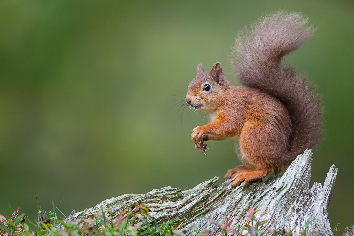 Red Squirrel, Eichhörnchen