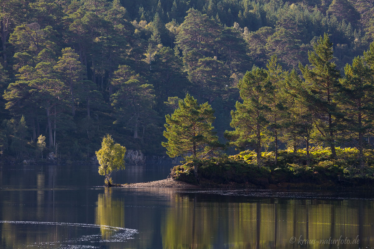 Glenn Affric