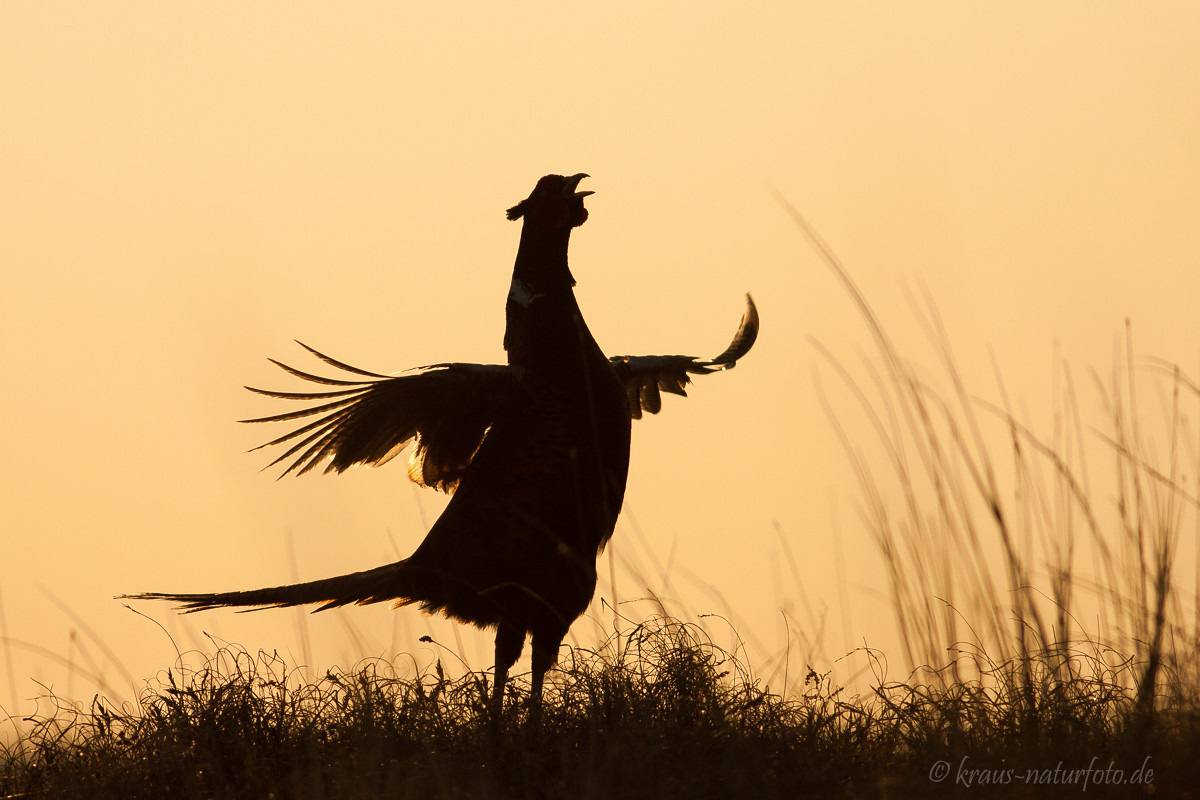 Fasan bei Sonnenuntergang