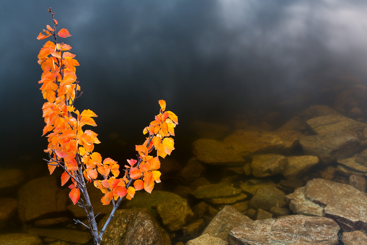 Herbst im Rondane, Norwegen