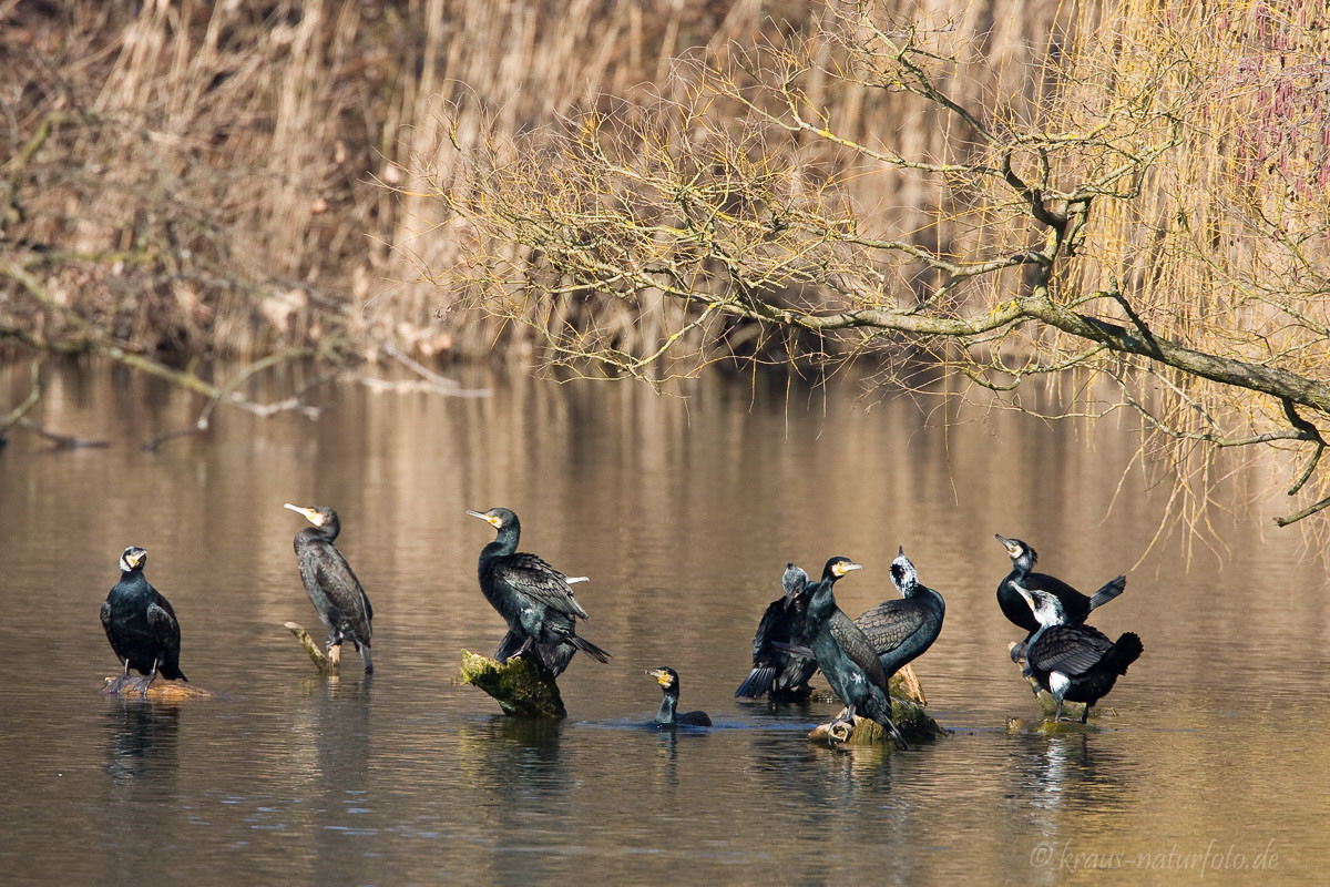 Kormorane (Trerichs Weiher)