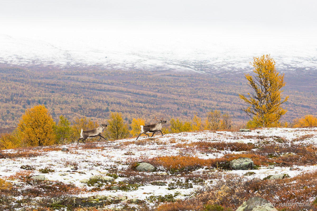 Rentiere am Jotunheimvegen