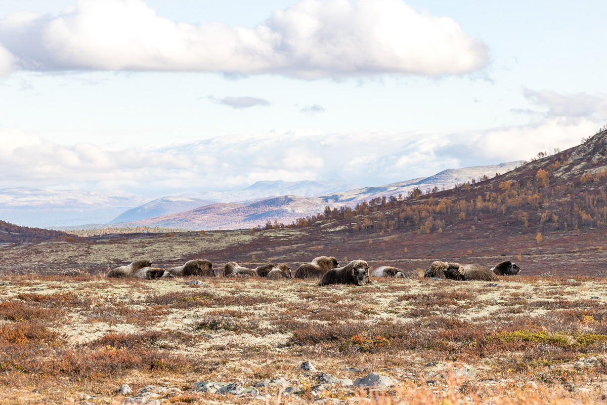 Moschusochsen Dovrefjell