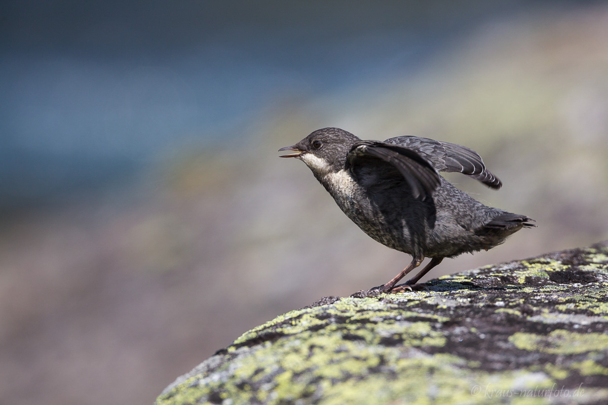 junge Wasseramsel