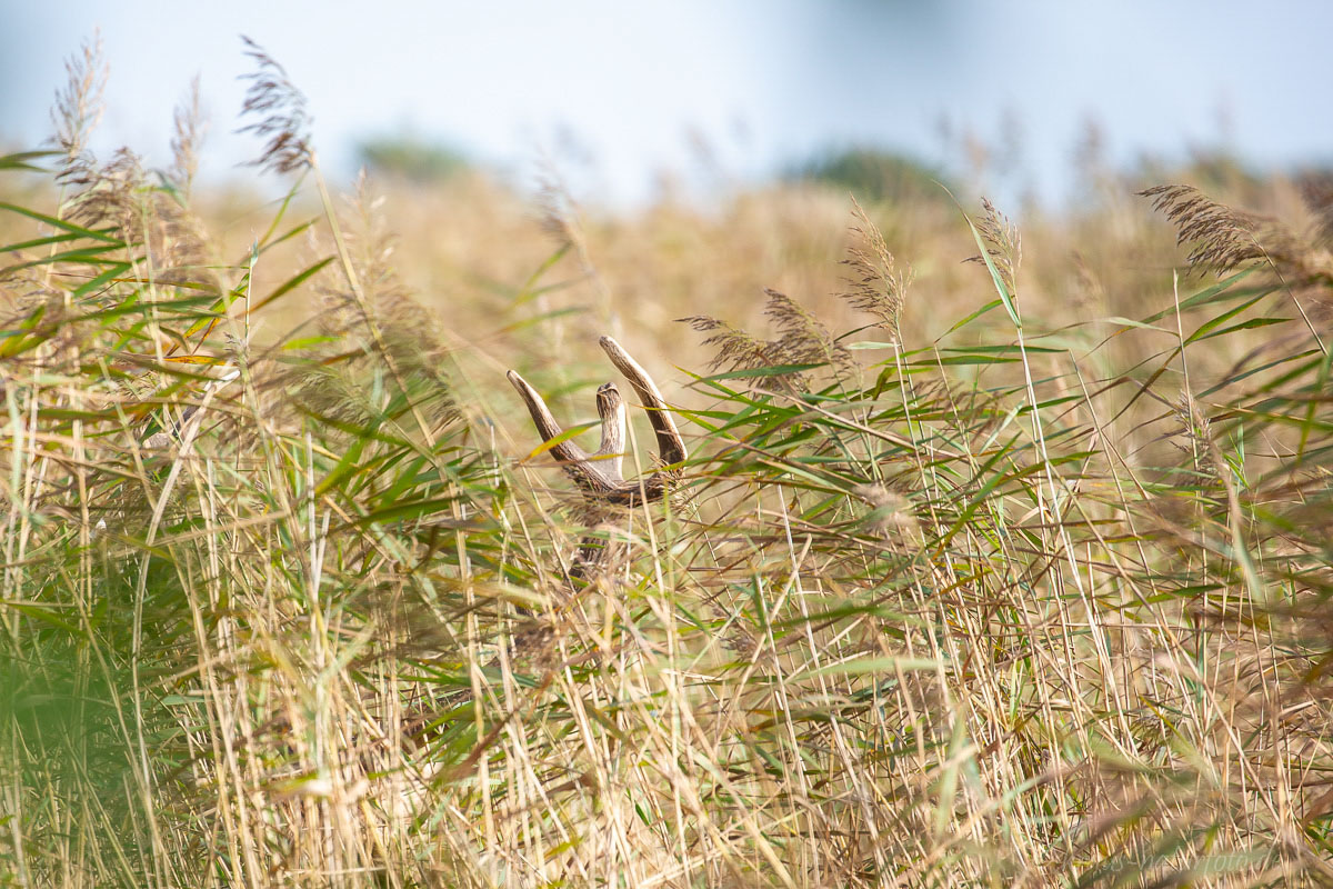 Hirschbulle im Schilf