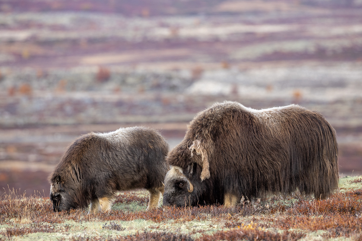 Moschusochsen Dovrefjell