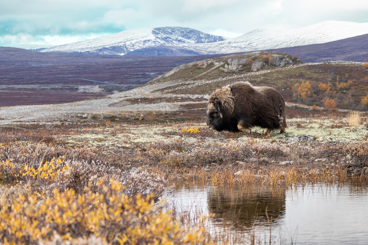 Moschusochse Dovrefjell