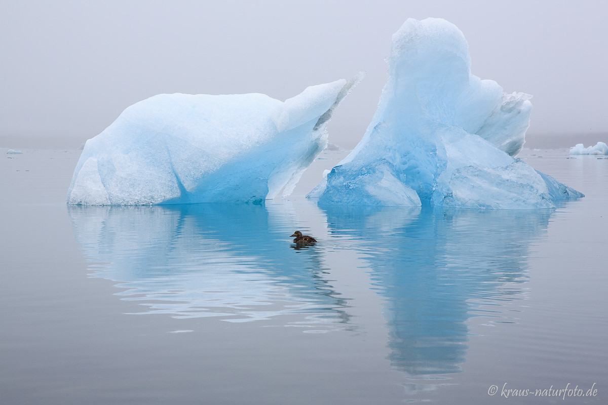 Eiderente vor Eisberg, Gletscherlagune Jökulsarlon