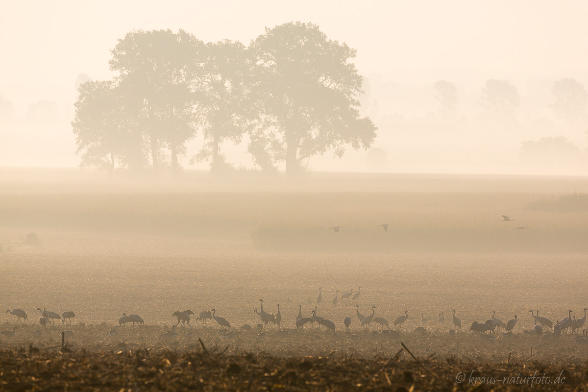 Kraniche im Morgennebel