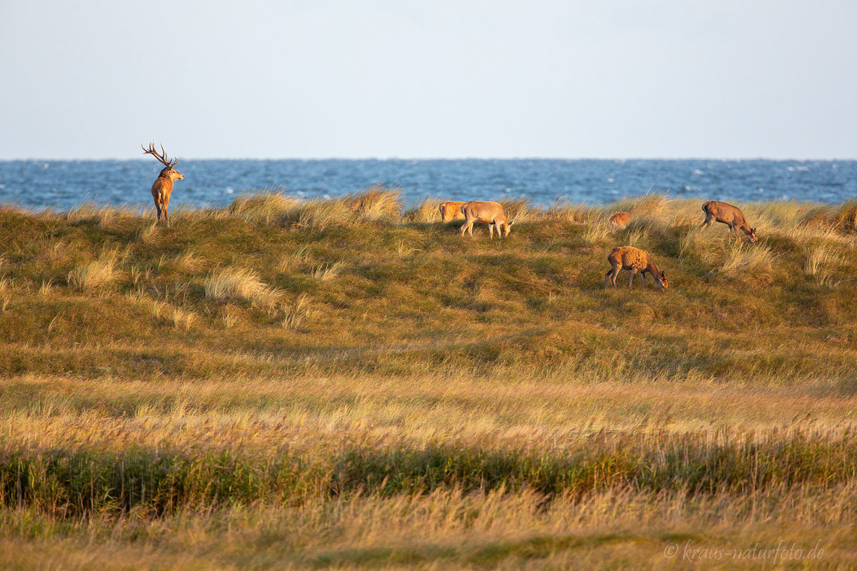 Hirsche in den Dünen