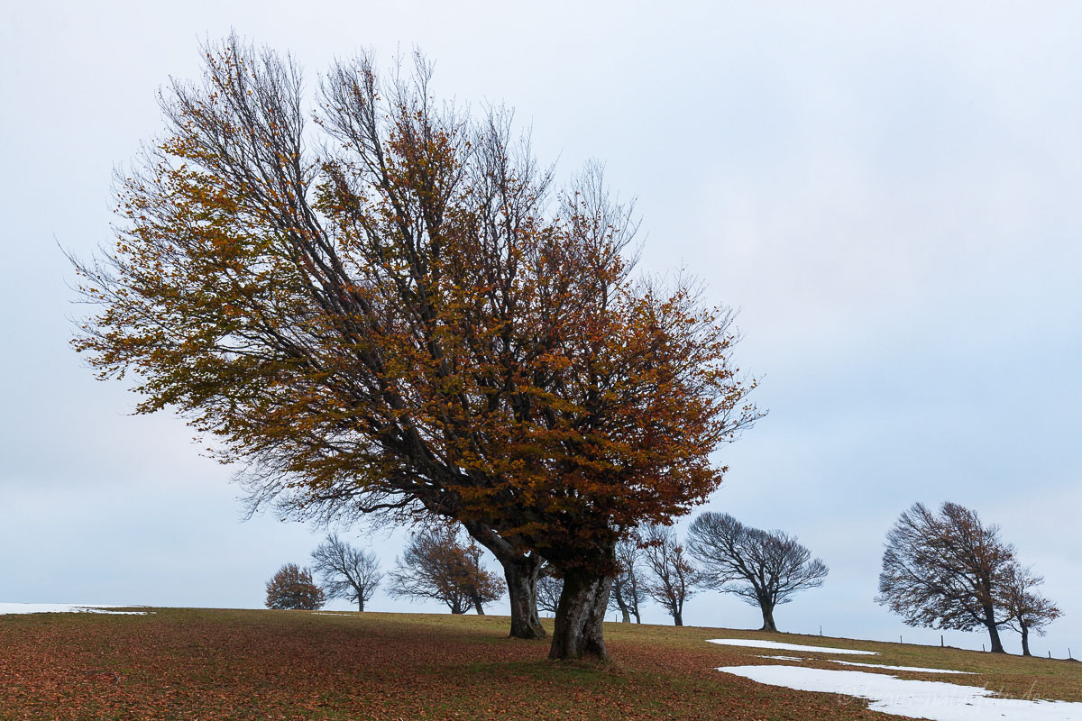 Windbuchen am Schauinsland