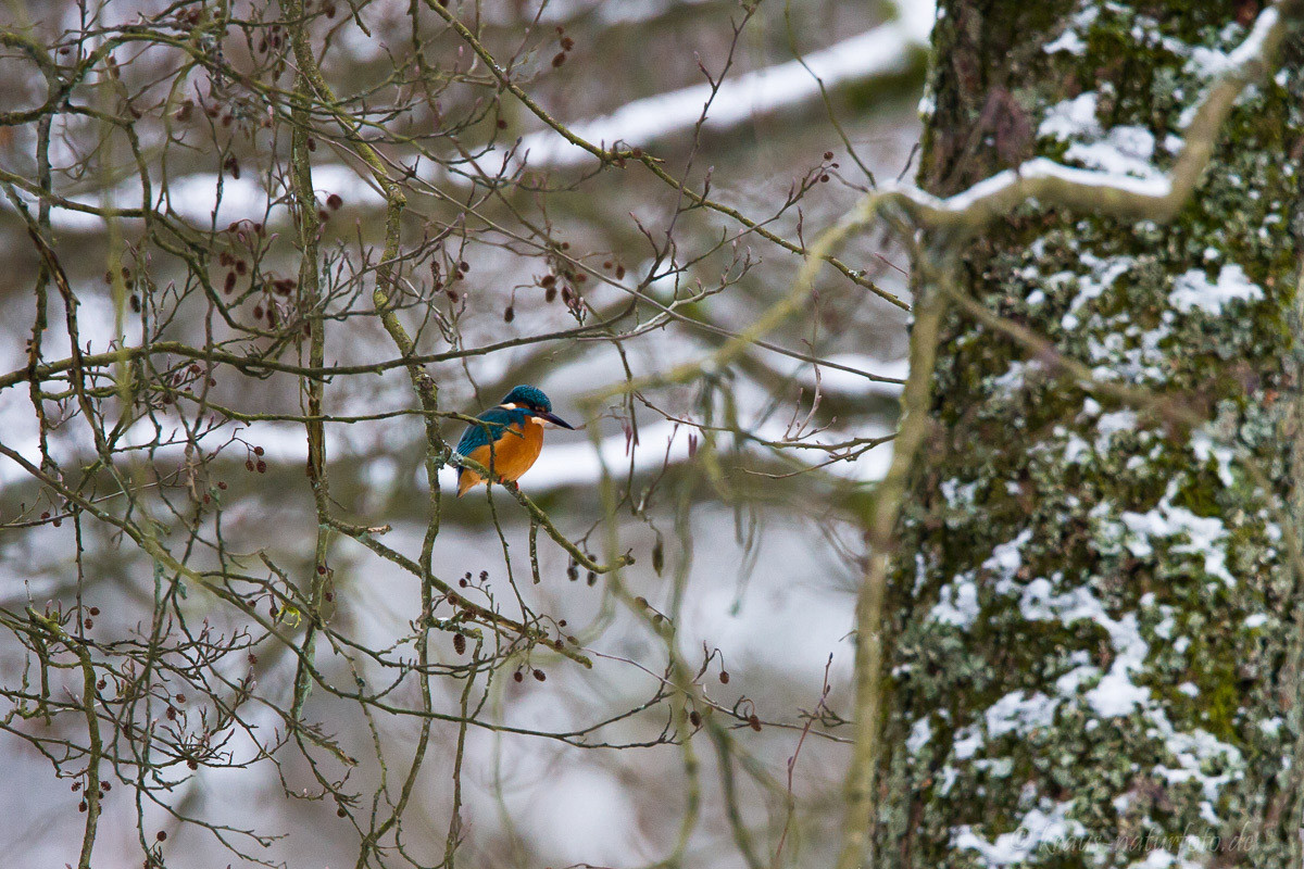 Eisvogel