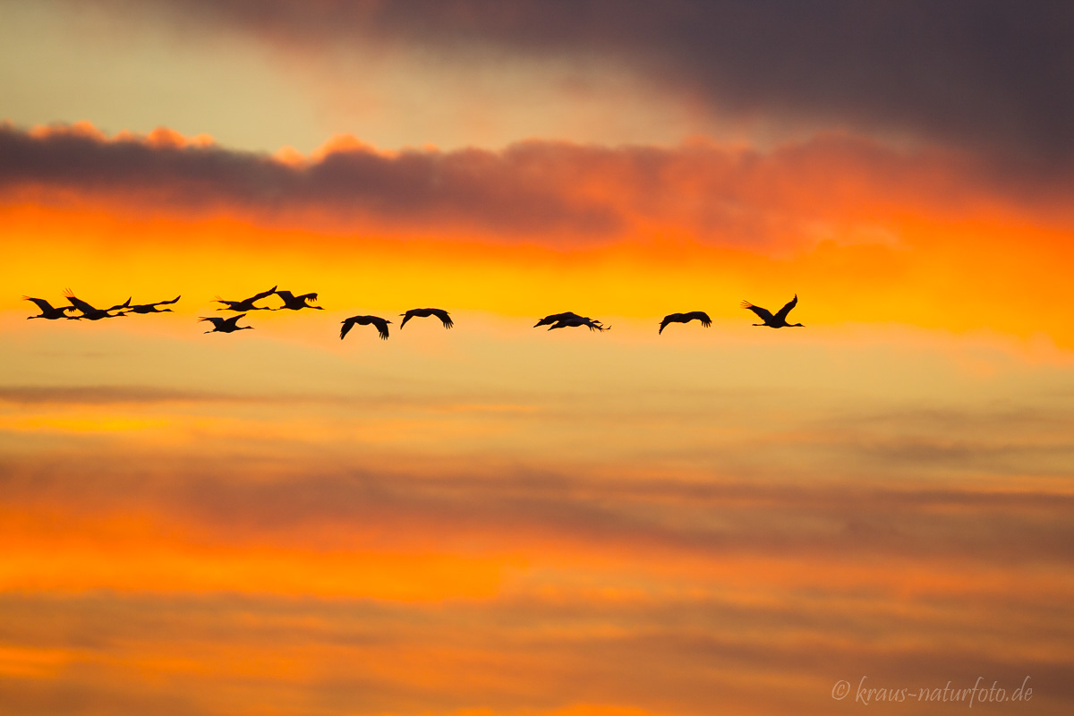 Kraniche bei Sonnenaufgang