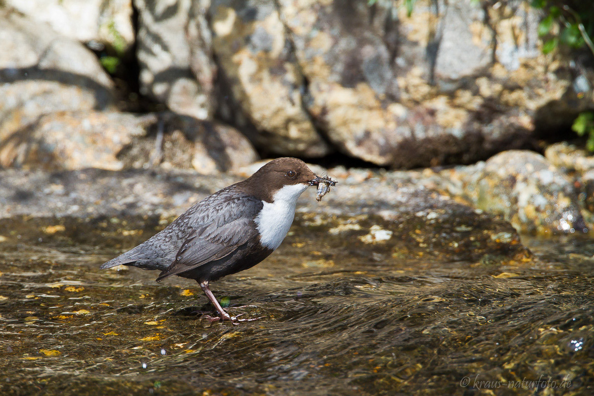 Wasseramsel, Norwegens Nationalvogel