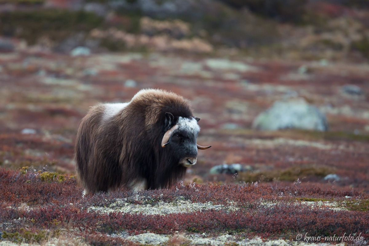 Moschuskuh, Dovre Fjell