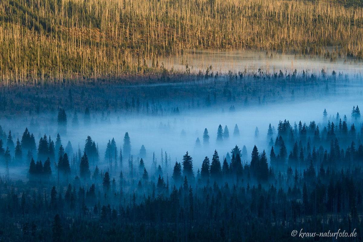 Morgennebel in den Wäldern unter dem Lusengipfel