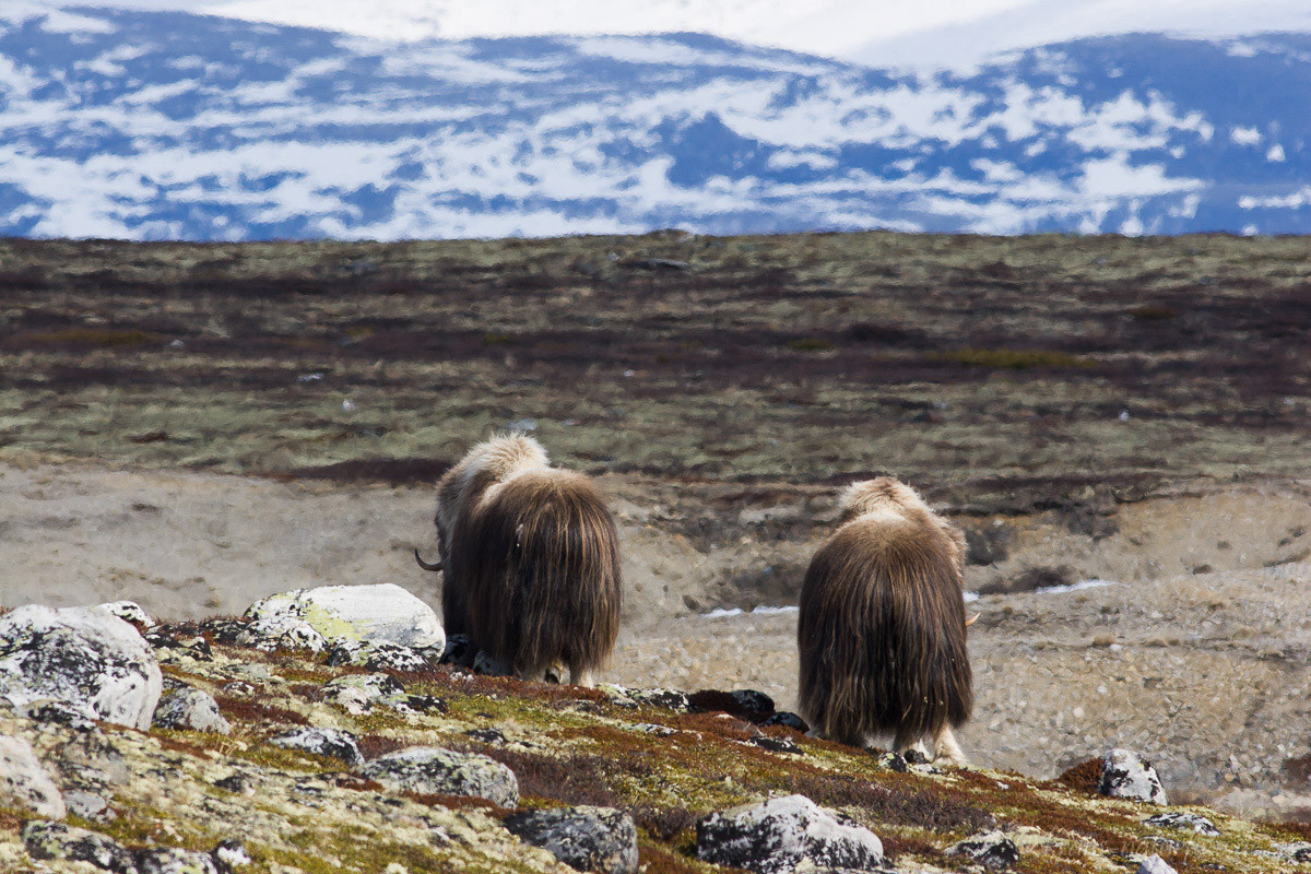 Moschusochsen, Dovre Fjell, Norwegen