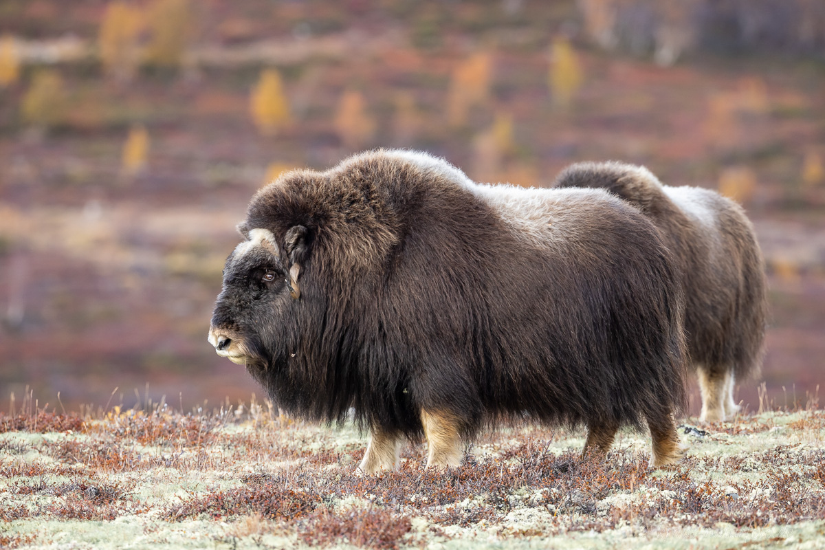 Moschusochse Dovrefjell