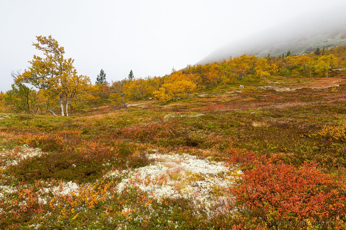 Herbst am Idre Fjell