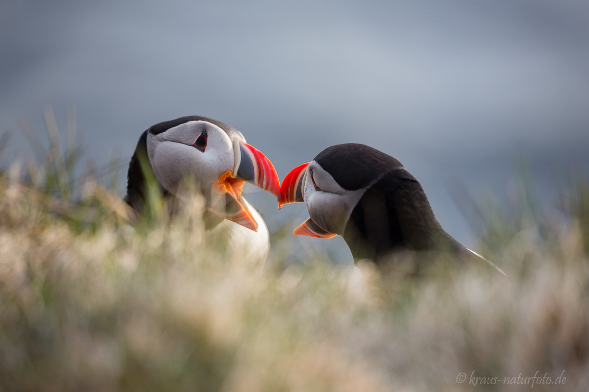 Papageitaucher, Latrabjarg